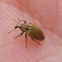 Hypera nigrirostris